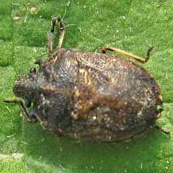 Podops inunctus